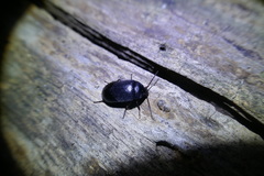 Coleoptera