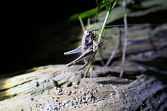 Pholidoptera griseoaptera