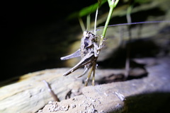 Pholidoptera griseoaptera