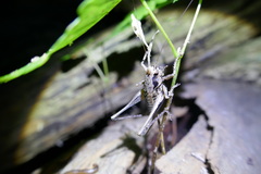 Pholidoptera griseoaptera