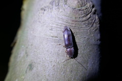 Stenagostus rhombeus