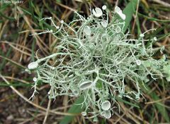 Ramalina willeyi