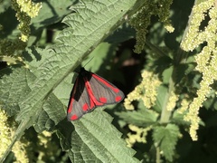 Tyria jacobaeae