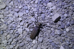 Aegosoma scabricorne