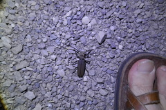 Aegosoma scabricorne