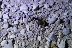 Harpalus