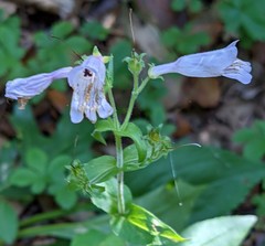 Penstemon canescens