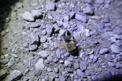 Apis mellifera