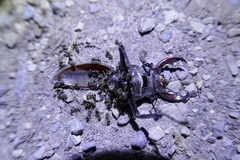 Lucanus cervus