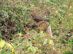 Ortalis squamata