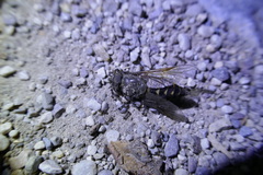 Diptera