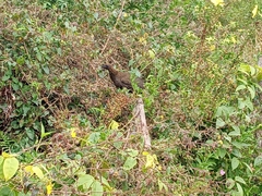 Ortalis squamata