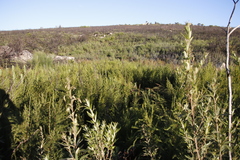 Cliffortia strobilifera