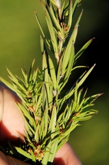 Cliffortia strobilifera