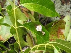 Ficus pertusa