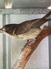 Cracticus torquatus