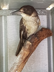 Cracticus torquatus
