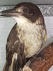 Cracticus torquatus