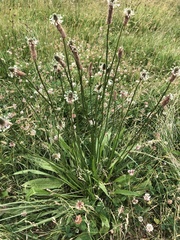 Plantago lanceolata