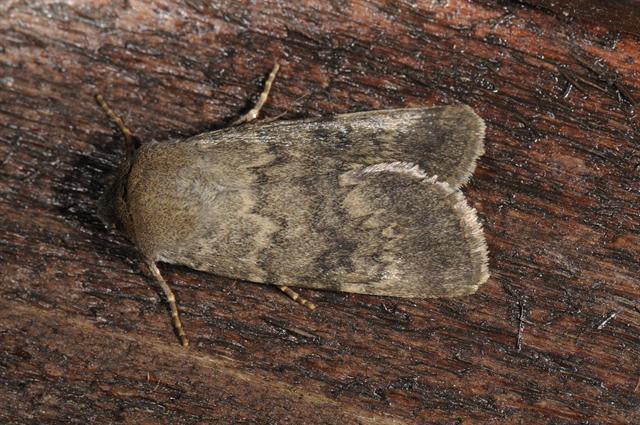 Northern Rustic