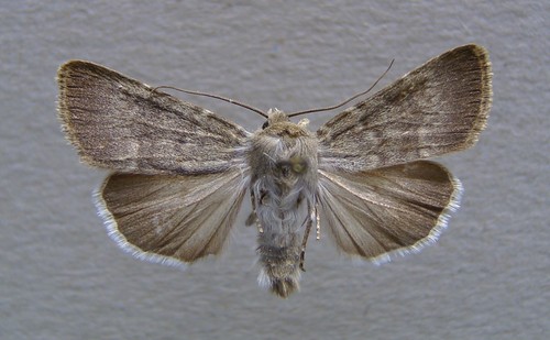 Northern Rustic