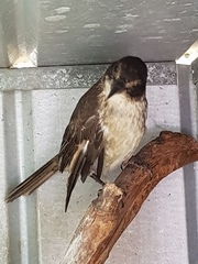Cracticus torquatus
