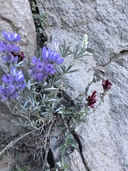 Lupinus obtusilobus