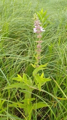 Stachys pilosa