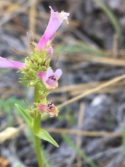 Penstemon peckii