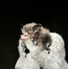 Myotis mystacinus