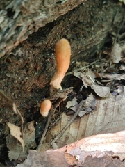Trichoderma alutaceum