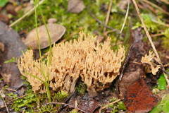 Phaeoclavulina flaccida