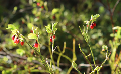 Vaccinium myrtillus