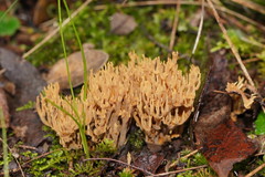 Phaeoclavulina flaccida