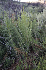 Cliffortia strobilifera