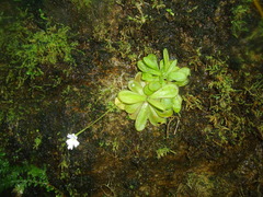 Pinguicula emarginata