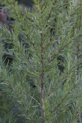 Cliffortia strobilifera