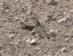 Holbrookia subcaudalis