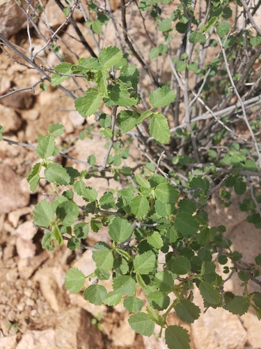 Image of Ayenia microphylla by no rights reserved