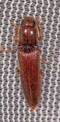 Dicrepidius palmatus
