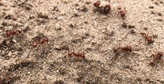 Pogonomyrmex comanche