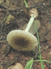 Amanita pachysperma