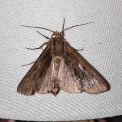 Apamea monoglypha