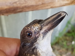 Cracticus torquatus