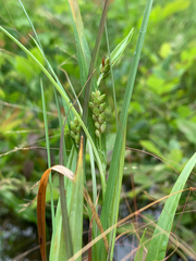 Carex pigra