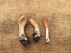 Trichoderma alutaceum