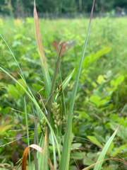 Carex pigra