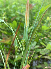 Carex pigra