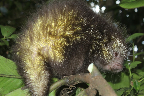 Brown Hairy Dwarf Porcupine