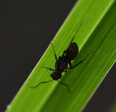 Camponotus novogranadensis